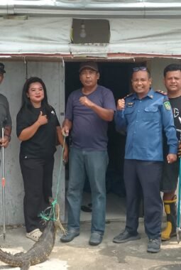 Biawak Ikut “Puasa”, Nyemplung ke Sumur Warga, Damkar Rohil Turun Tangan