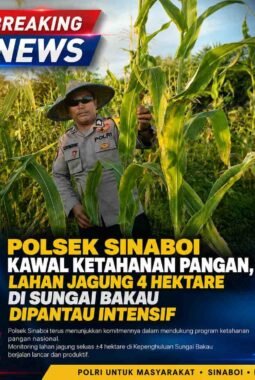 Polsek Sinaboi Kawal Ketahanan Pangan, Lahan Jagung 4 Hektare di Sungai Bakau Dipantau Intensif