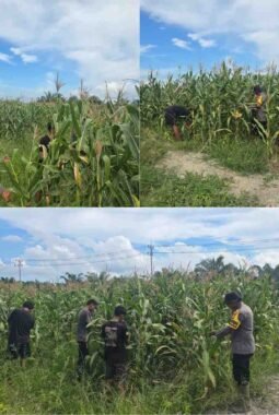 Polsek Bangko Cek Langsung Perkembangan Program Ketahanan Pangan (Ketapang) Di Desa Kep.Suak Air Hitam Kec.Pekaitan