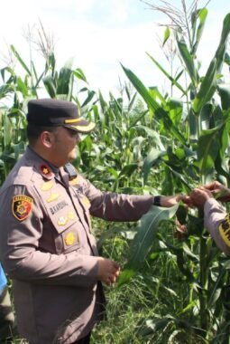 Polsek Bangko Pantau Ketahanan Pangan, Tanaman Jagung di Suak Air Hitam Tumbuh Subur