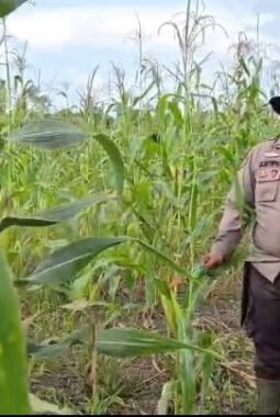Bhabinkamtibmas Polsek Sinaboi Monitoring Lahan Jagung 4 Hektare