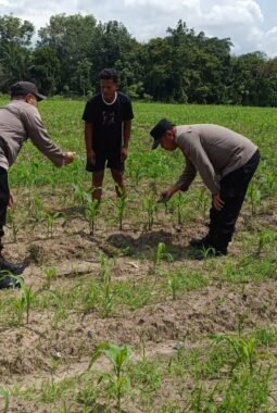 Polsek Tanah Putih Cek Perkembangan Jagung Ketahanan Pangan di Cempedak Rahuk