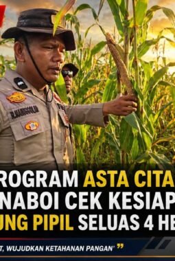 Dukung Program Asta Cita Presiden, Polsek Sinaboi Cek Kesiapan Panen Jagung Pipil Seluas 4 Hektar