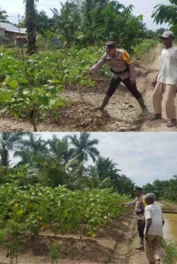 Dukung Program Asta Cita Presiden, Polsek Sinaboi Cek Lahan Ketahanan Pangan Binaan