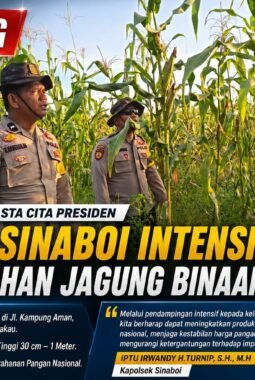 Dukung Program Asta Cita Presiden, Polsek Sinaboi Intensif Pantau Lahan Jagung Binaan 4 Hektar