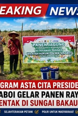 Dukung Program Asta Cita Presiden, Polsek Sinaboi Gelar Panen Raya Jagung Serentak di Sungai Bakau