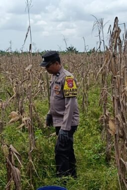 Dukung Asta Cita Presiden, Polsek Sinaboi Matangkan Persiapan Panen Jagung 4 Hektar di Lahan Gambut