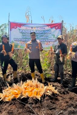 Dukung Program Asta Cita Presiden, Polsek Sinaboi Sukses Gelar Panen Raya Jagung Serentak 2026