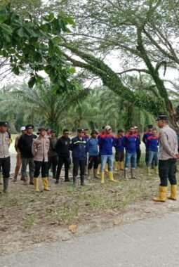 Lahan Bekas Karhutla Direhabilitasi, Polsek Sinaboi Tanam 250 Bibit Pohon Pulai Lewat Gerakan Riau Cerah Presisi
