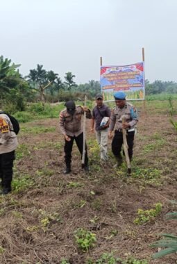 Polsek Sinaboi Tanam Jagung Pipil di Lahan 4 Hektare, Dukung Ketahanan Pangan Nasional